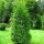 Thuja occ.‘Brabant’ | 180-200 cm | Frisch getopft | 30L | Spitzenqualität (von Sept. bis Mai.)