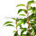 Portugiesischer Kirschlorbeer ‘Angustifolia’ | 150-175cm | Ballenware | Spitzenqualität (von Sept. bis Mai.)