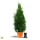 Thuja occ.‘Brabant’ | 160-180 cm | Frisch getopft | 18L (von Sept. bis Mai.)