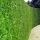 Thuja occ.‘Brabant’ | 160-180 cm | Frisch getopft | 18L (von Sept. bis Mai.)
