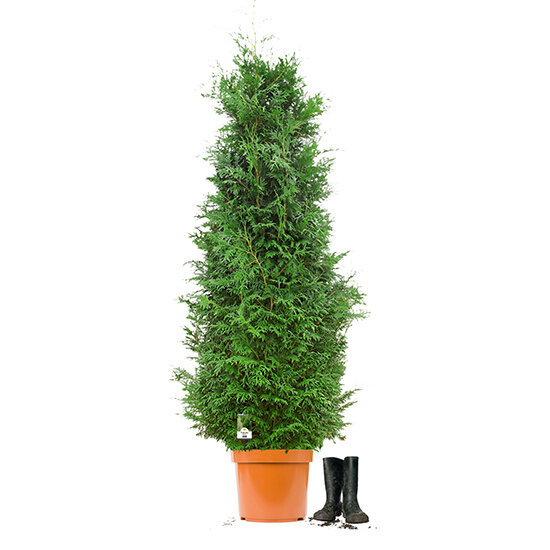 Riesenlebensbaum "Martin" | 180-200cm | Ballenware | Extra Qualität (von Sept. bis Mai.)