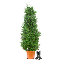 Riesenlebensbaum "Martin" | 180-200cm |...