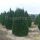 Thuja occ. ‘Smaragd’ | 180-200cm | Frisch getopft | 30L (von Sept. bis Mai.)