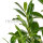 Kirschlorbeer "Novita" | 80-100 cm | Im Topf gewachsen | 5L
