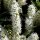 Portugiesischer Kirschlorbeer ‘Angustifolia’ | 80-100  cm | Im Topf gewachsen | Spitzenqualität |10L