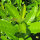 Kirschlorbeer "Novita" | 80-100 cm | Im Topf gewachsen | Spitzenqualität | 10L