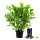 Kirschlorbeer "Rotundifolia" | 80-100 cm | Im Topf gewachsen | 10L | Spitzenqualität