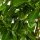 Kirschlorbeer "Rotundifolia" | 80-100 cm | Im Topf gewachsen | 10L | Spitzenqualität