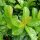 Kirschlorbeer ‘Etna’ | 80-100 cm | Im Topf gewachsen | 15L | Bulkware