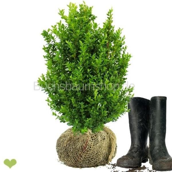 Heckenpflanze "VERSAILLES" | Höhe 50-60 cm | Breite 30-40 cm | Ballenware | Bulkware