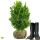 Heckenpflanze "VERSAILLES" | Höhe 50-60 cm | Breite 30-40 cm | Ballenware | Bulkware