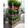 Heckenpflanze "VERSAILLES" | Höhe 50-60 cm | Breite 30-40 cm | Ballenware | Bulkware
