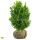 Heckenpflanze "VERSAILLES" | Höhe 50-60 cm | Breite 30-40 cm | Ballenware | Bulkware