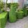 Heckenpflanze "VERSAILLES" | Höhe 50-60 cm | Breite 30-40 cm | Ballenware | Bulkware