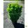 Heckenpflanze "VERSAILLES" | Höhe 50-60 cm | Breite 30-40 cm | Ballenware | Bulkware